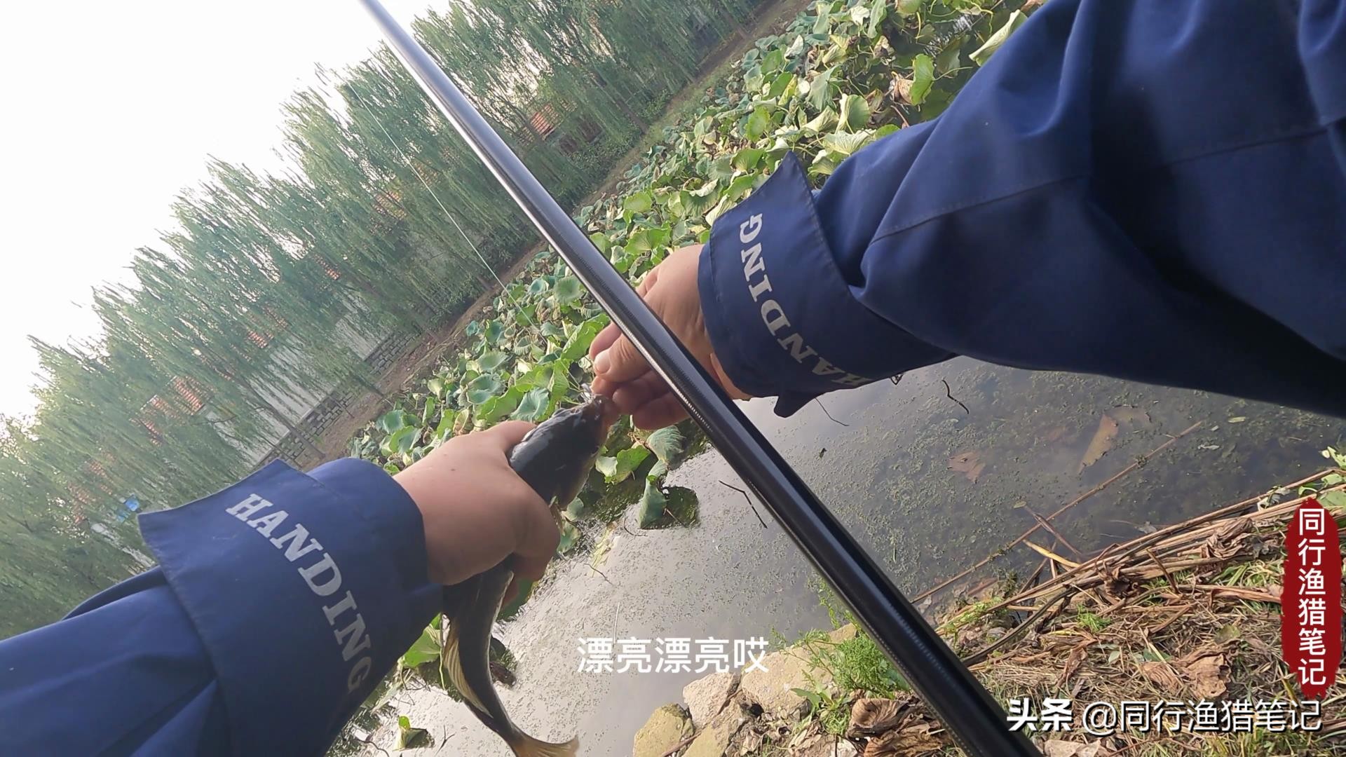 天冷七星钩拉白条,天冷七星漂鱼钩要用小一点的吗