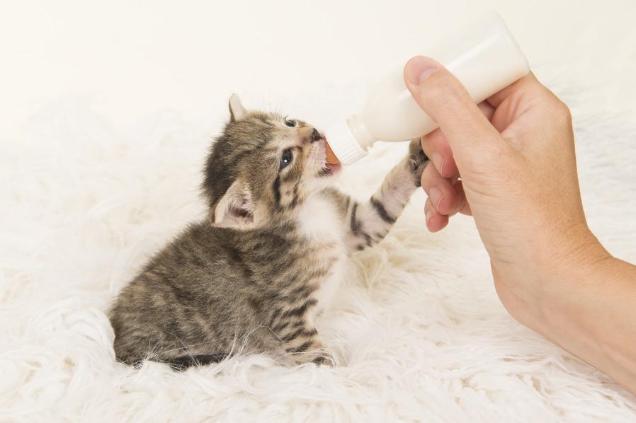 猫咪坐月子怎么补奶水多,猫咪坐月子吃什么下奶快