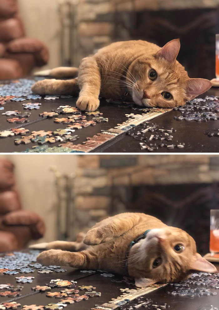 听我一句劝，养猫后，就别再玩拼图了！我怕你心脏受不了