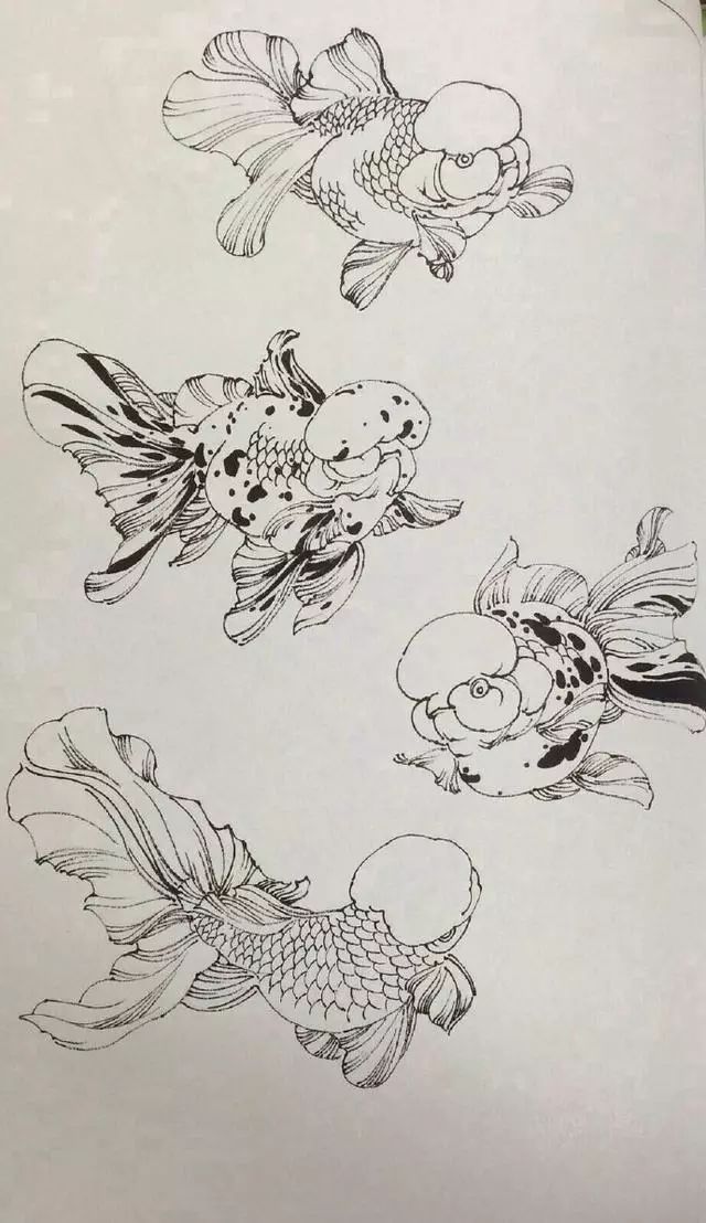 丹凤金鱼工笔白描图片,余穉工笔荷花金鱼白描