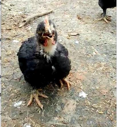 鸡气管堵塞的原因和解决方法,鸡呼吸道堵塞有哪些病