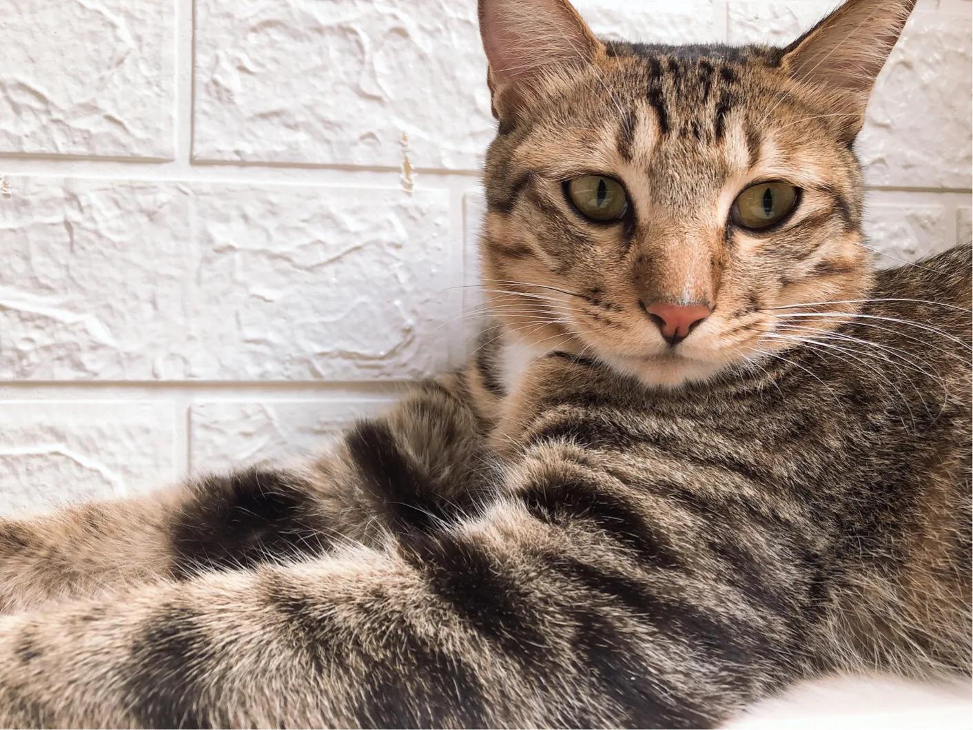 猫咪绝育后去新主人家,猫咪绝育后家里需要消毒吗
