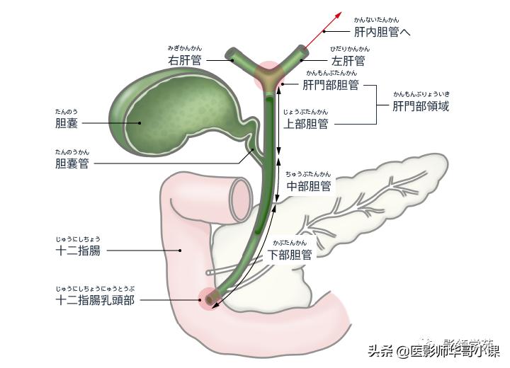 胆总管变异,胆胰管解剖
