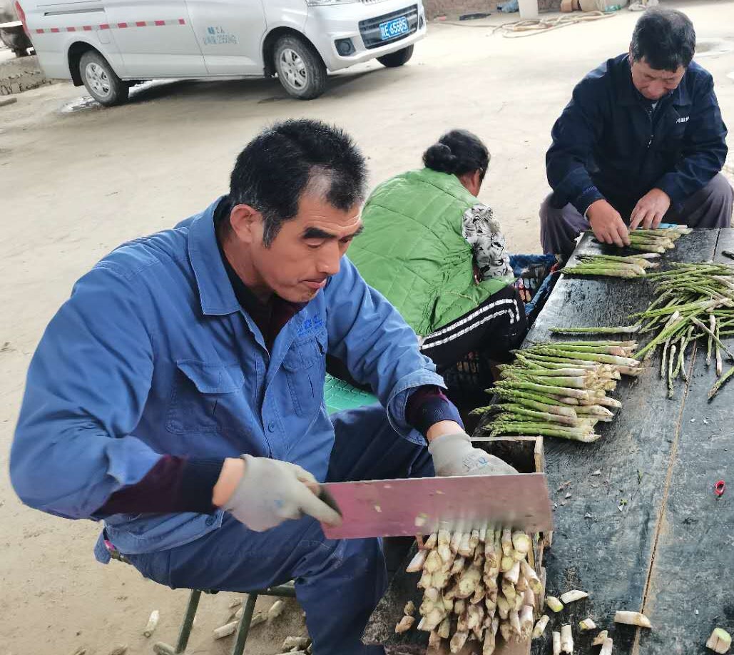 芦笋基地脱贫,小芦笋能致富吗