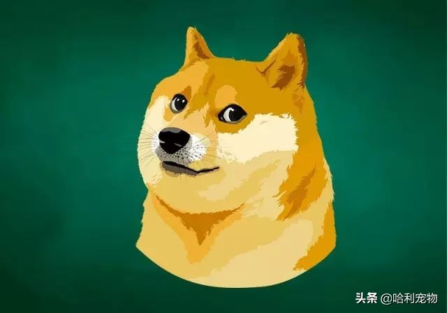 柴犬感染力大吗,柴犬占有欲很强吗