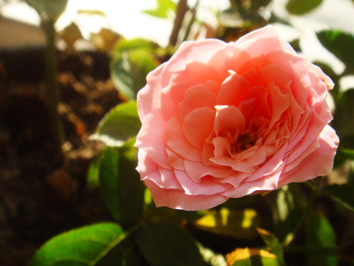 花没开就枯萎了图片,花前落蕾啥原因
