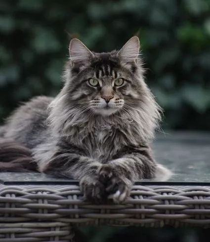 十种罕见的猫咪,常见的猫咪都有哪些品种