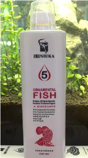 养龙鱼用led灯可以吗,养龙鱼对症下药