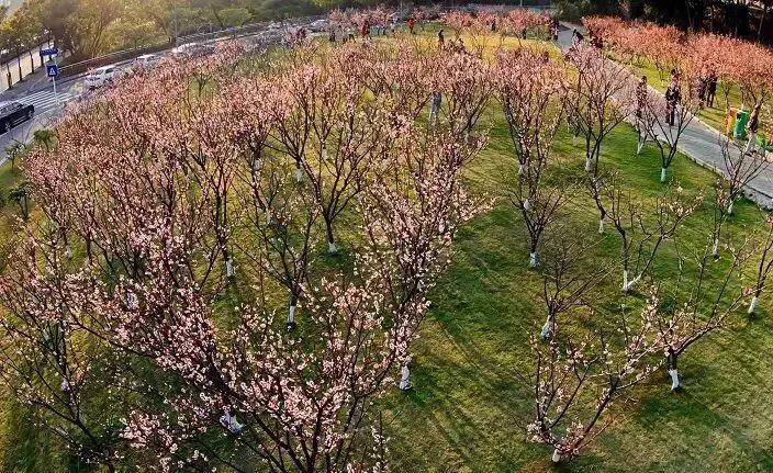 深圳花海公园推荐景点有哪些,深圳花海公园地址在哪里