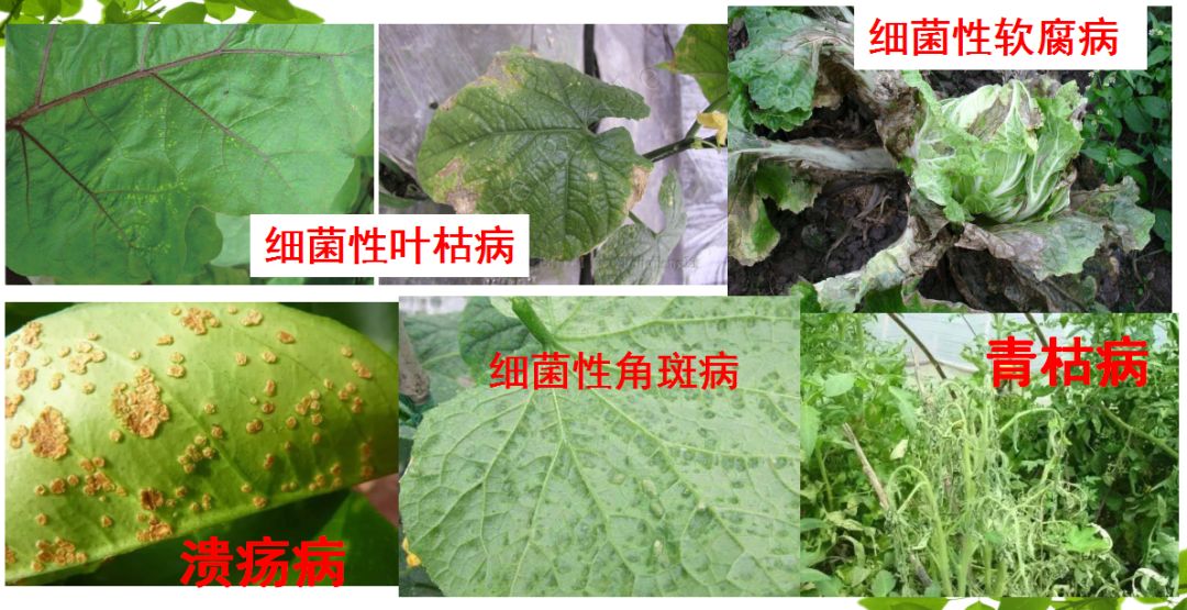 50种常用杀菌剂大全,五种杀菌剂使用注意事项有哪些
