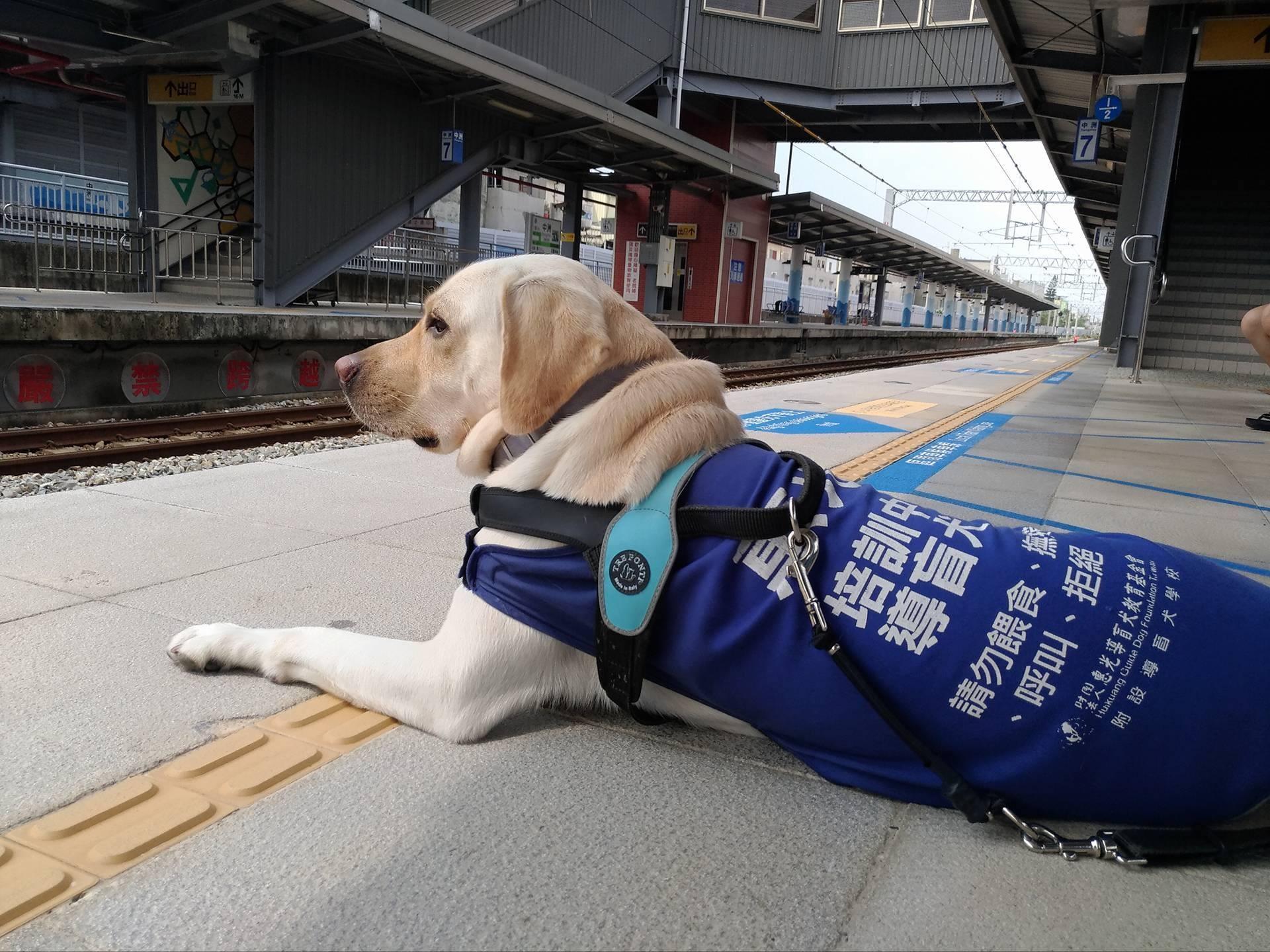 一只导盲犬要训练多久,导盲犬入住酒店被拒不带眼珠子