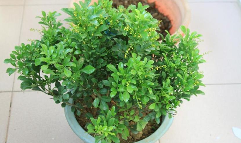 注意这4点养好茉莉花没毛病,夏季米兰开花后修剪方法