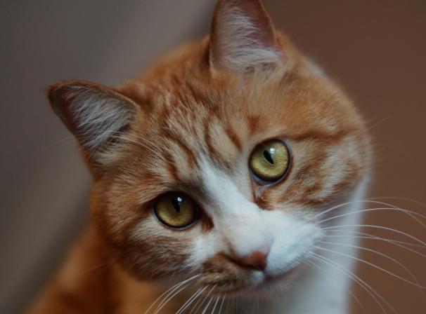猫主子受伤了怎么处理,猫咪生病铲屎官做些什么