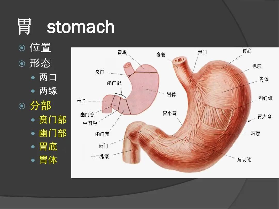 慢性胃炎的相关知识课件,治慢性胃炎的药