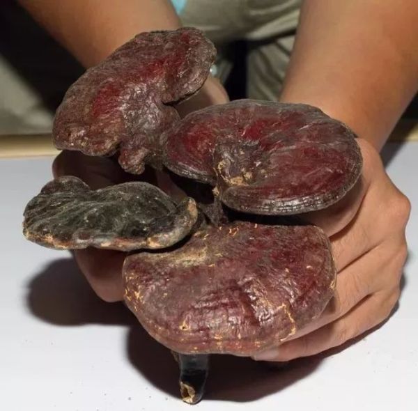澳洲入境禁带哪些食品,入境澳洲带零食会罚款多少