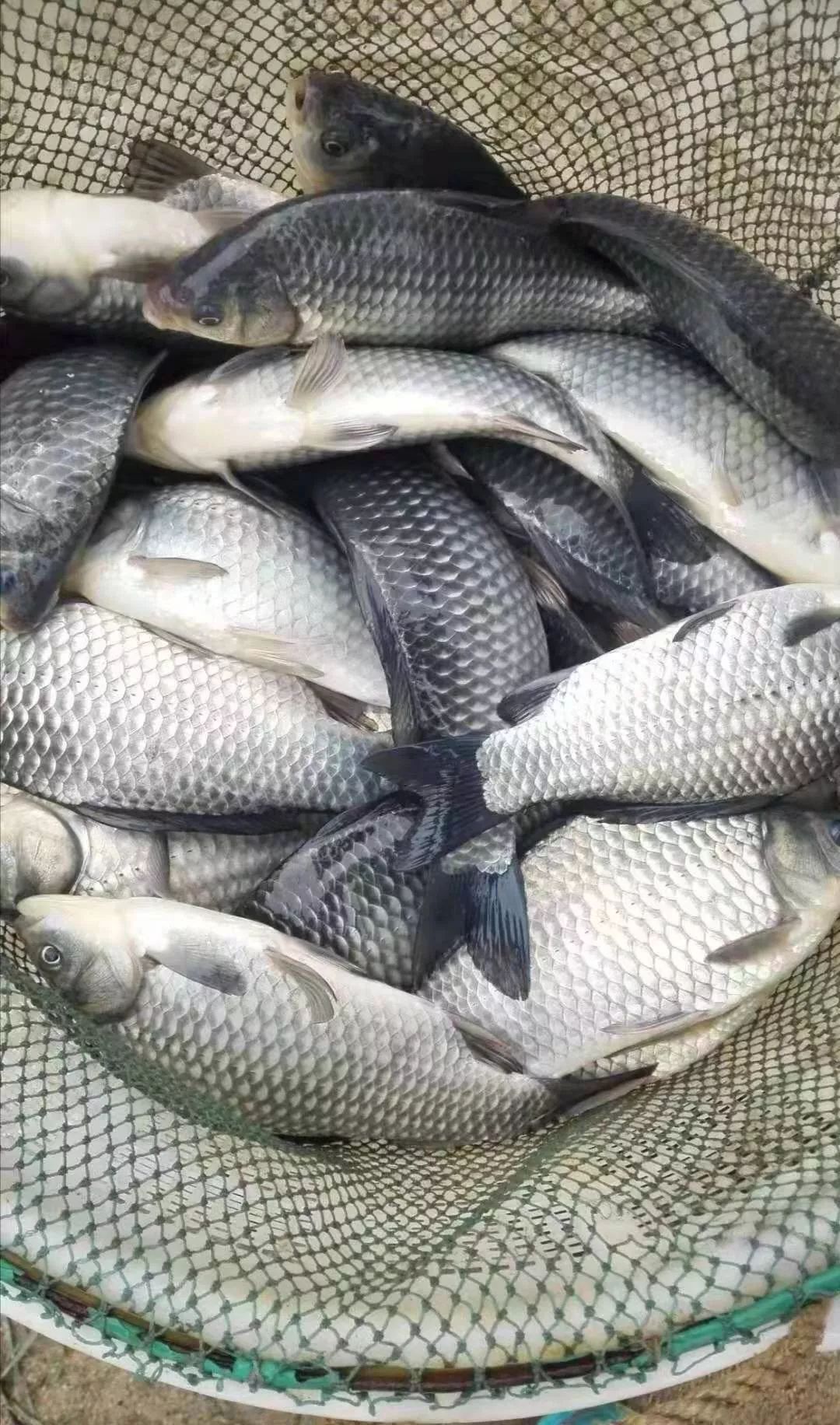 今年鱼价贵养鱼赚钱吗,鱼价低迷时期如何拯救水产养殖