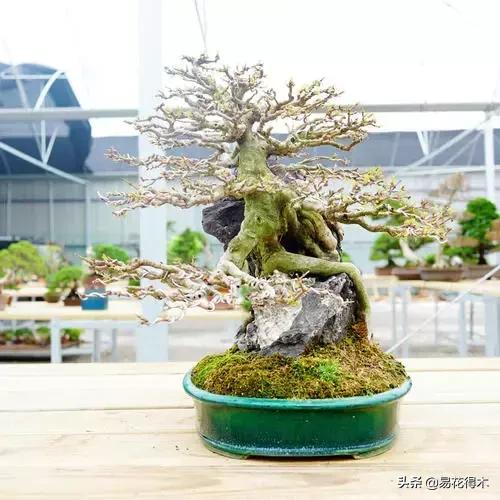 唐枫和红枫有什么区别,日本红枫和黄金枫区别