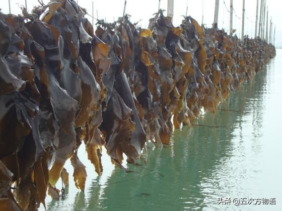 海里的食用藻类图片,青岛海边常见的生物
