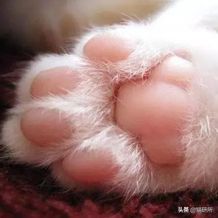 猫爪有什么隐藏的秘密,猫爪爪有哪些冷知识