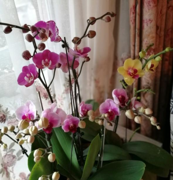 蝴蝶兰叶子发软怎么解决,蝴蝶兰花叶片发软怎么办