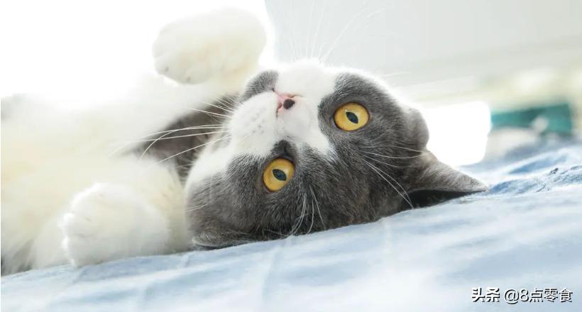 养猫的心得和感受,养猫的感悟和心得