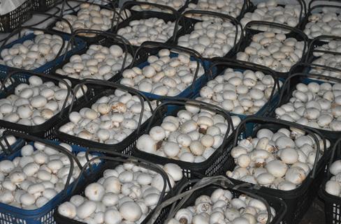双孢菇菌种培养方法视频,双孢菇料进棚后二次发酵过程