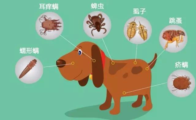 养狗新手入门必备知识,养狗知识大百科入门篇