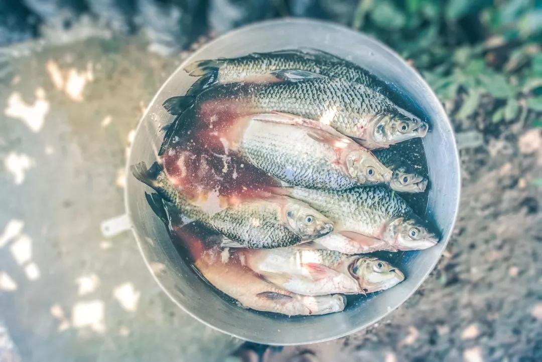 假牙无忧食谱制作方法,假牙能吃的食谱