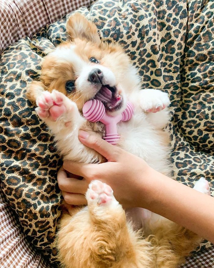 5.6个月的柯基,四个月的小柯基犬该如何喂养