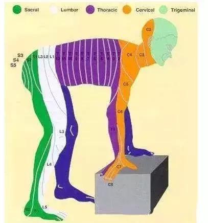 面神经分布图片大全,怎么记住面神经分布