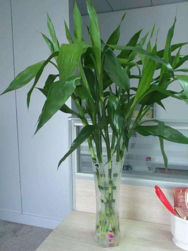 水培植物长青苔怎么处理,水培植物长青苔怎么用药品去除