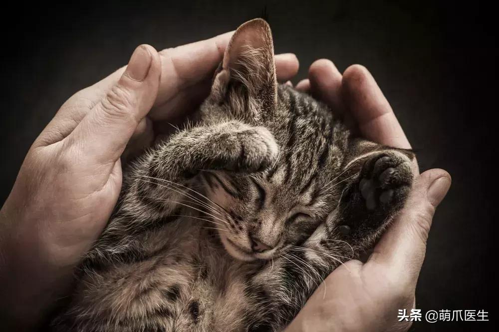 领养一只猫真的很难吗,领养很难
