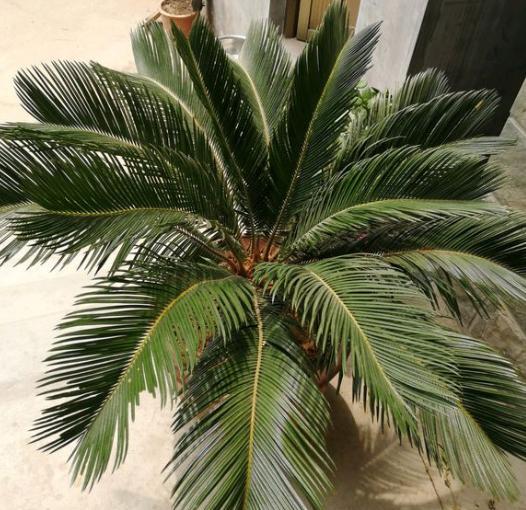 养铁树最好的方法,家庭养小型铁树