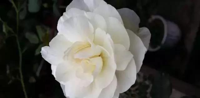 给大家介绍一下玫瑰品种,玫瑰的品种及特点介绍