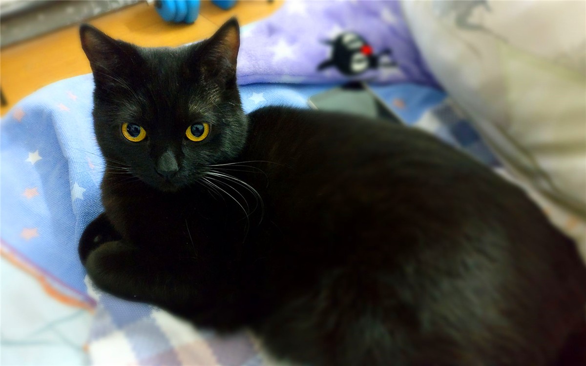 黑猫的脾气与脾气怎么样,黑猫具有什么特点和脾气