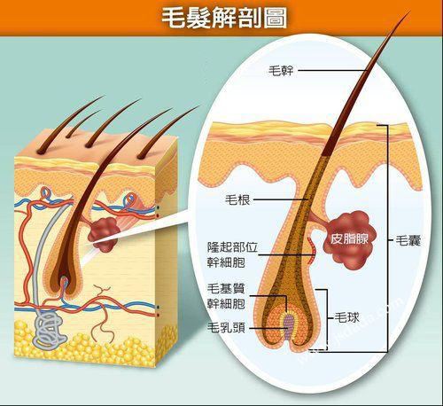 毛囊堵塞脱发推荐什么洗发水,毛囊堵塞引起的脱发解决的方法