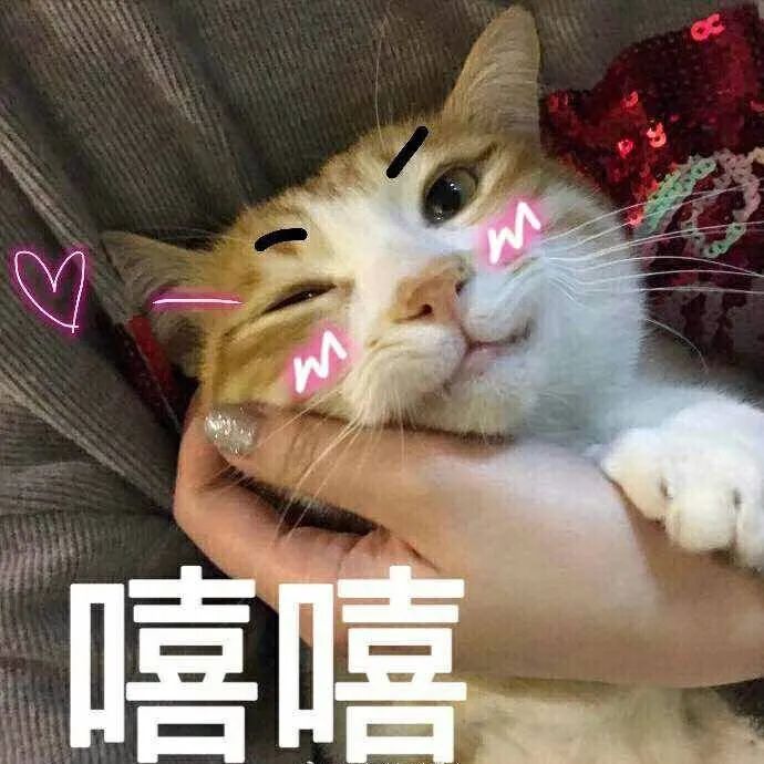 哪些养猫举止让猫痛苦,哪些养猫举止其实让猫承受痛苦