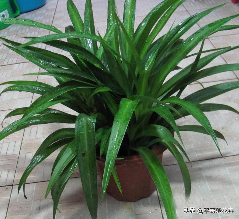 新房子装修放什么植物除甲醛,新房什么植物去除甲醛最好