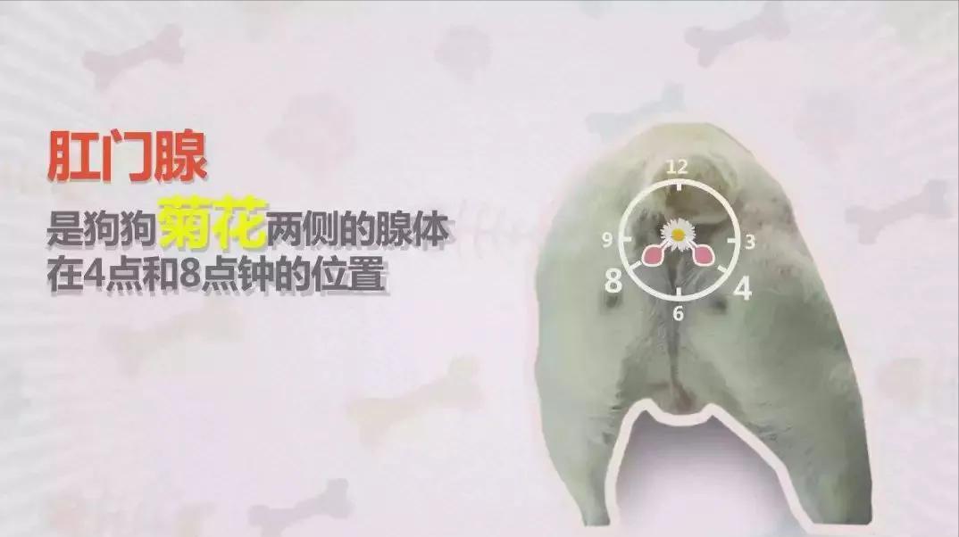 狗狗一见面，为什么会先“闻屁股”？科学研究这是彼此交流的方式