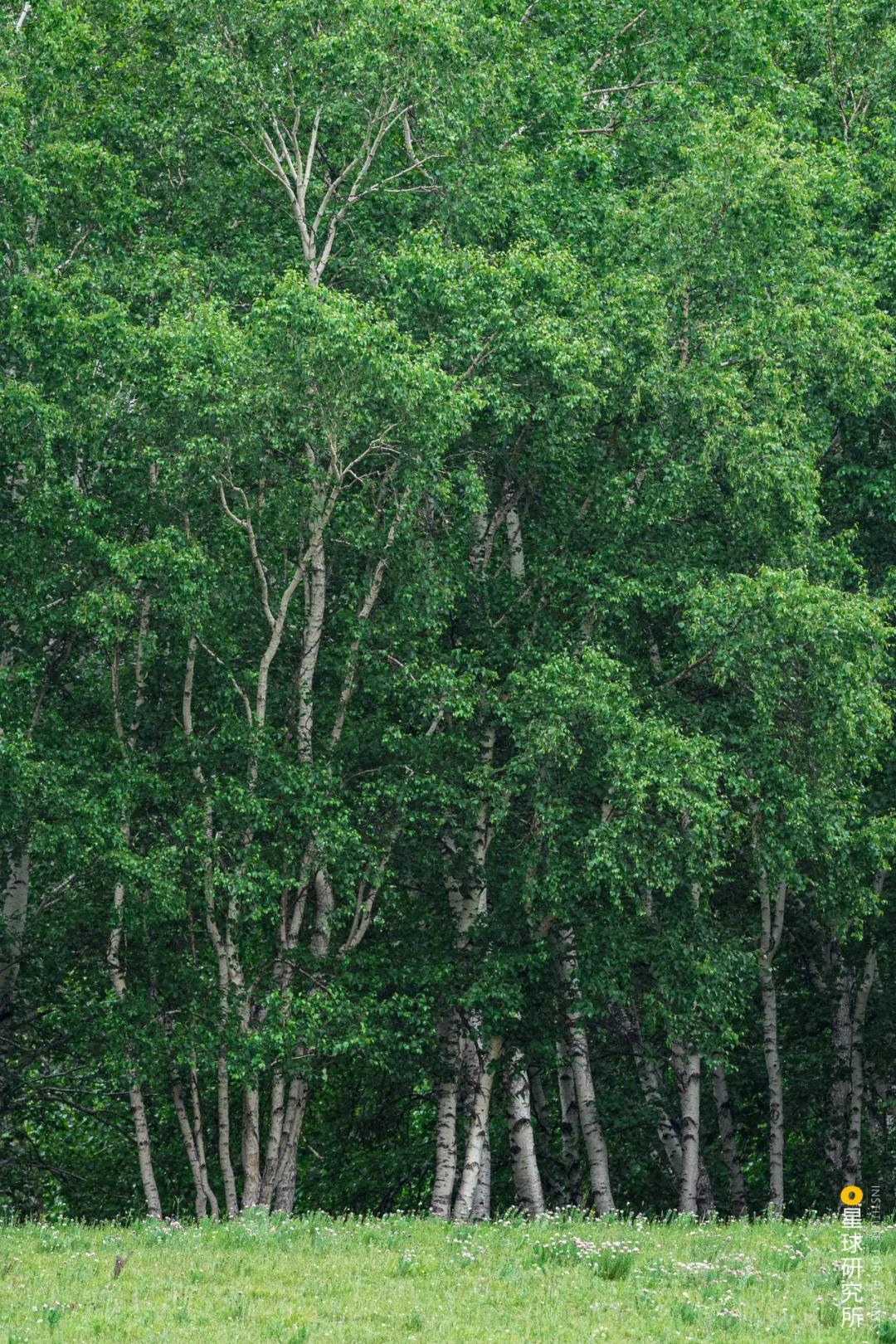 中国植树造林面积,中国植树造林成果国外有什么看法