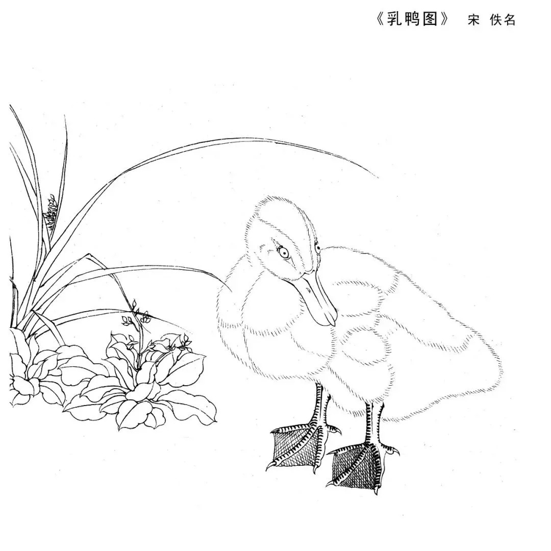 宋人工笔白描,宋人小品花鸟工笔白描高清图