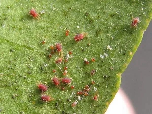 怎么可以治花草虫害,专治花卉虫害的方法