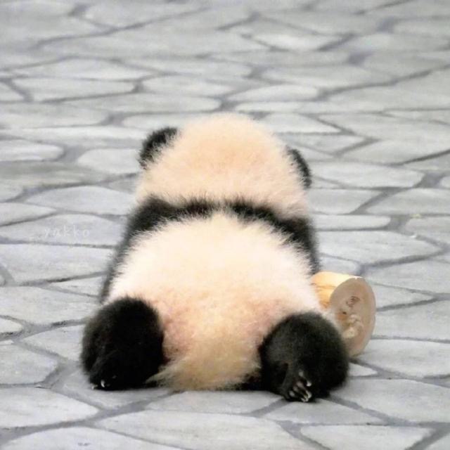 熊猫竹笋吃法,熊猫笋子吃完吃什么
