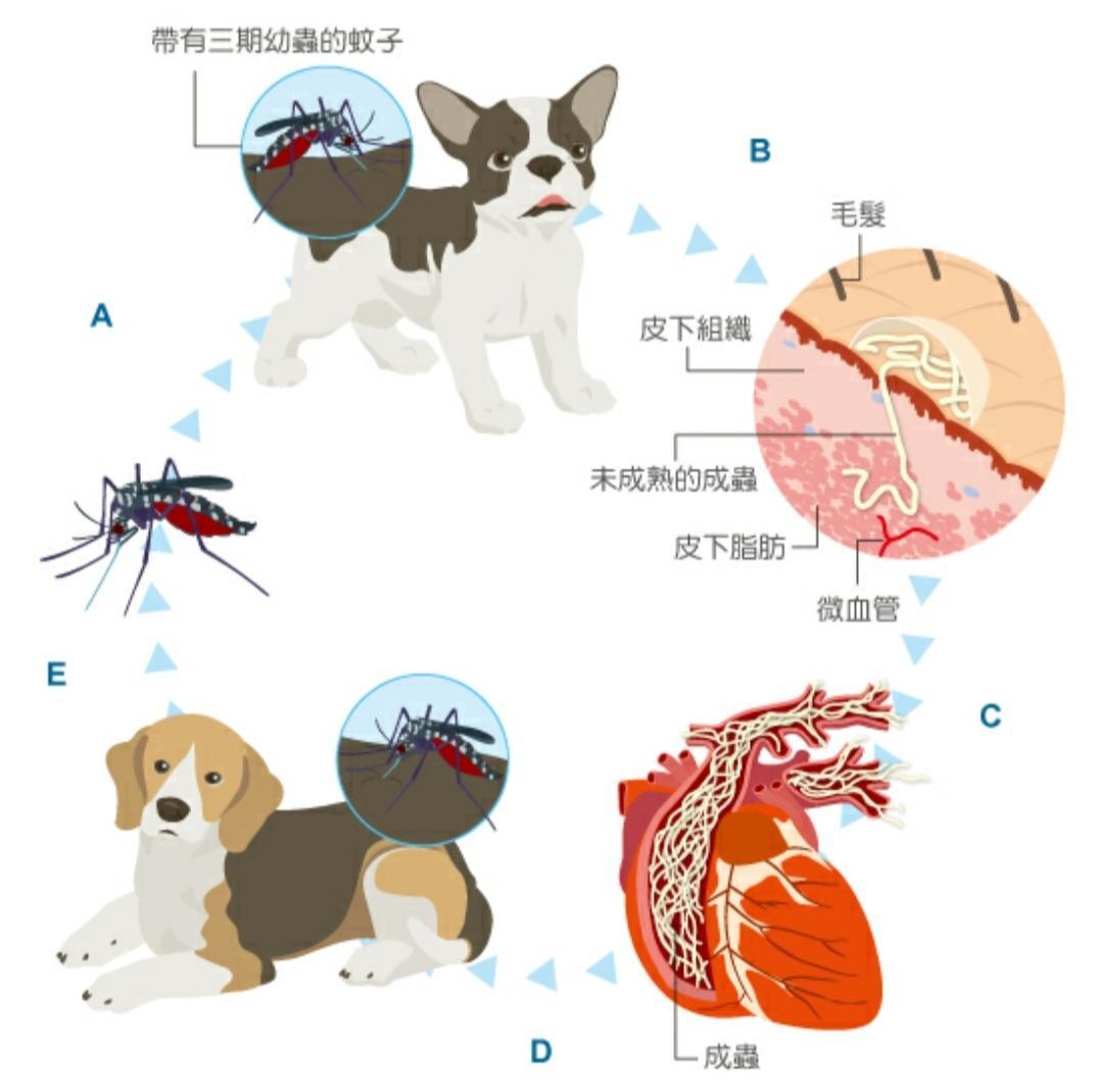 宠物寄生虫清除全过程,猫狗寄生虫治疗方法