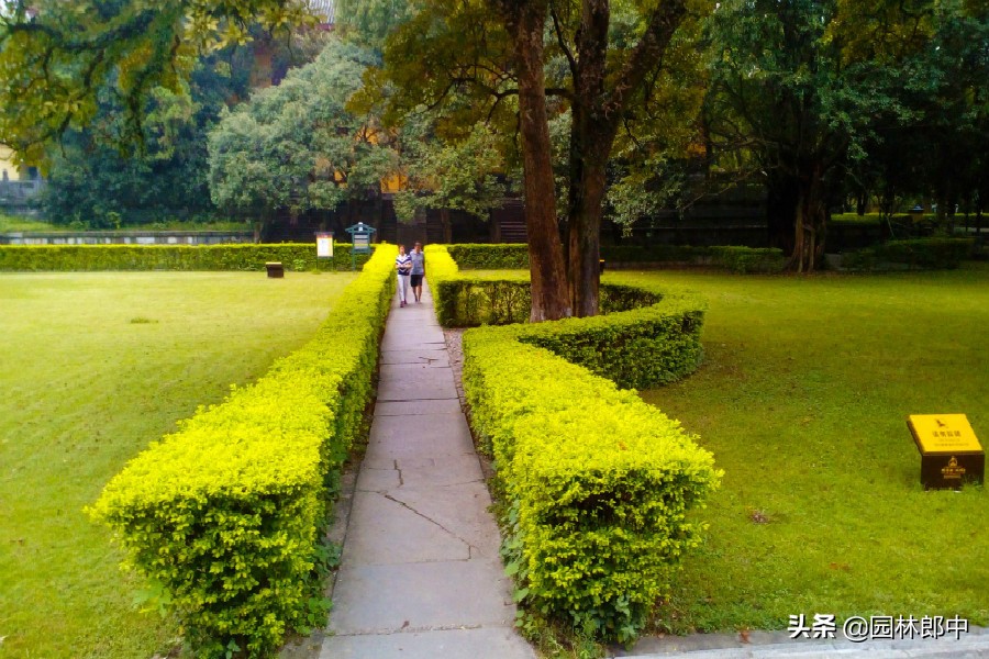 绿篱叶片泛白,枯萎的绿篱怎么补救
