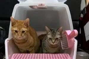 养宠干货|养猫，全方面知识值得一看
