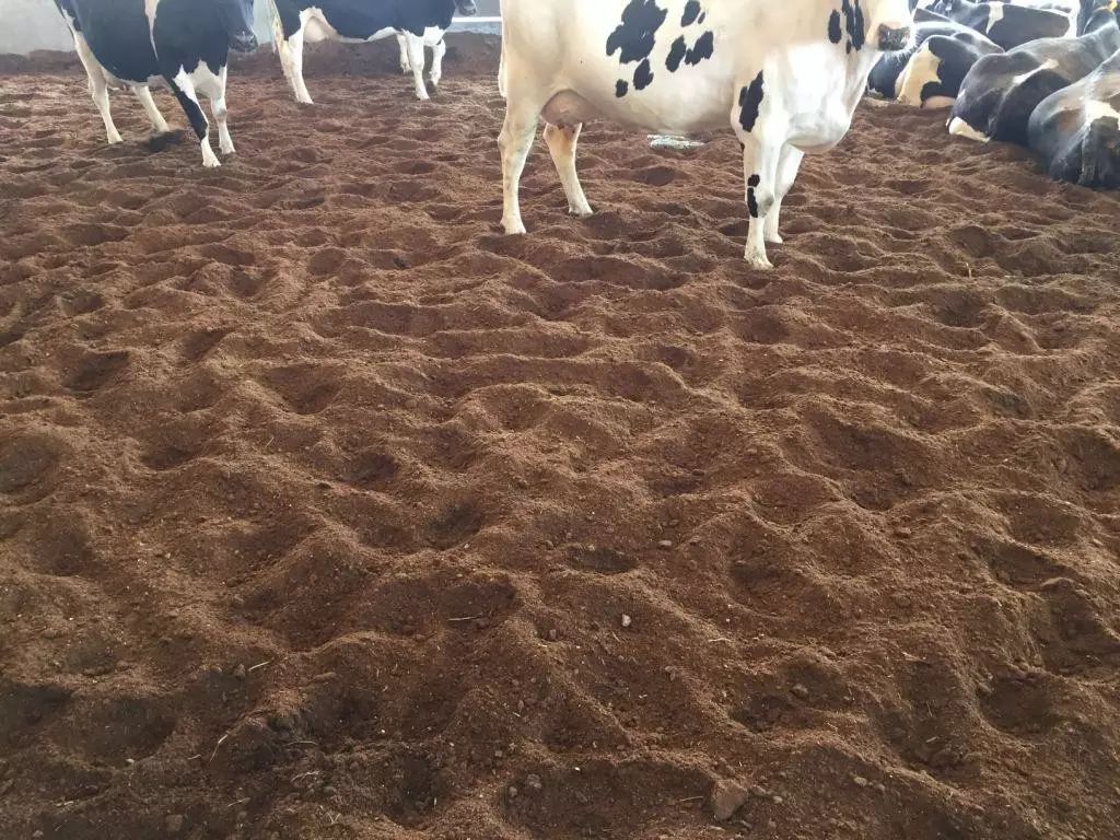 益生菌菌床养猪,益生菌发酵剂养猪