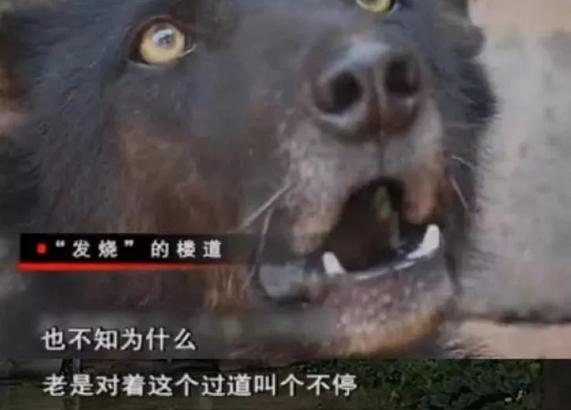 走近科学为什么停播了,走近科学为啥停播了