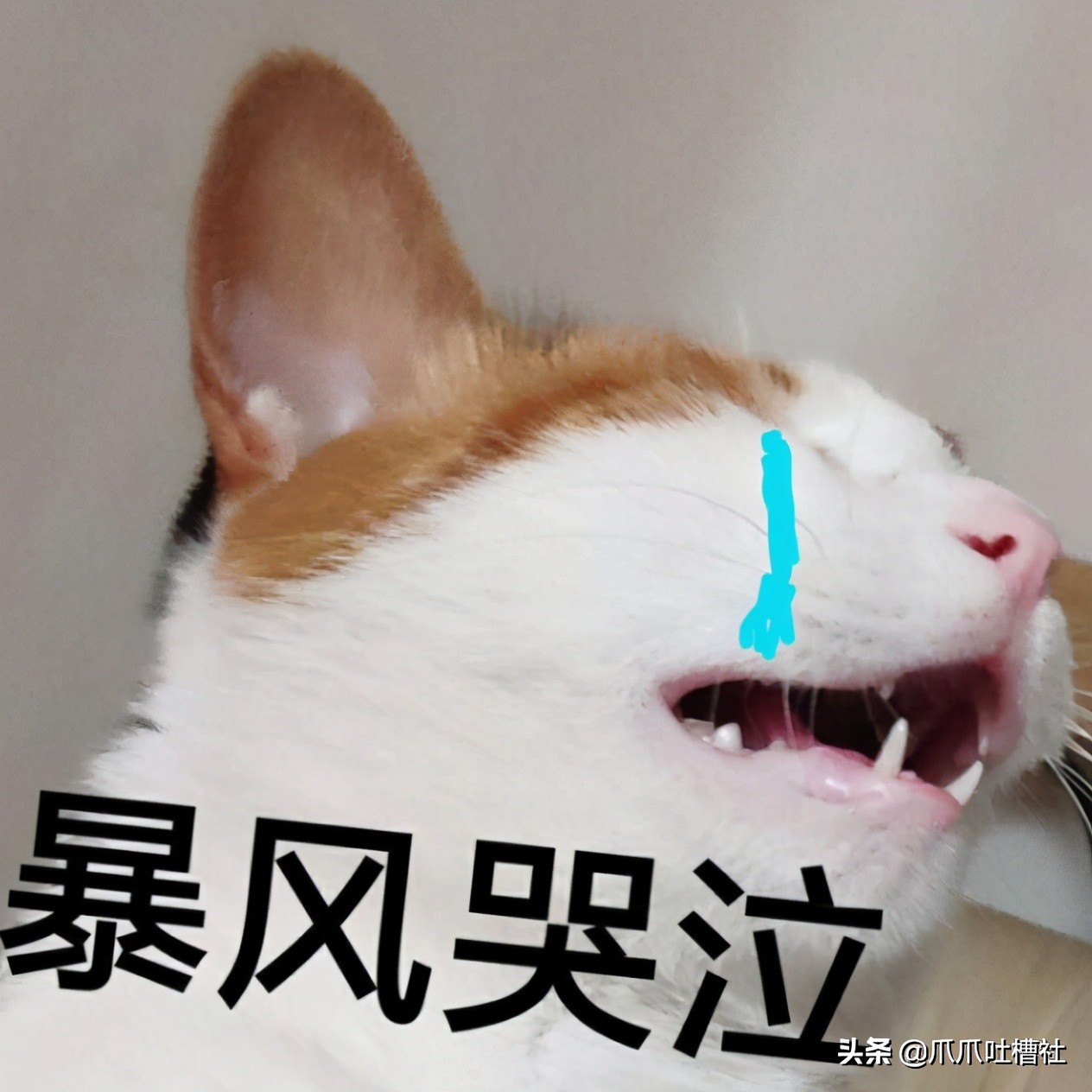猫咪得了糖尿病，怎么办？给它喝点“糖盐水”