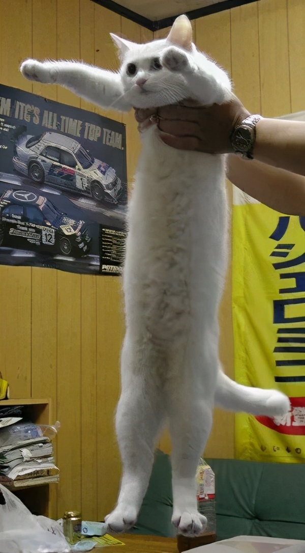 为什么猫老了我会觉得难过,为什么感觉猫变老了